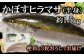 3枚おろしでお届け！かぼすヒラマサ（半身）