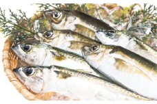 朝獲れ新鮮！最高の漁場 豊後水道で獲れた鮮魚詰め合わせ