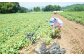 収穫は7月中旬から。暑さの中、農作業が続きます。
