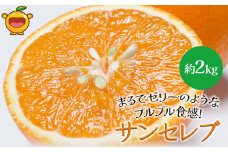 まるでゼリーのようなプルプル食感!サンセレブ約2kg(化粧箱) ミカン みかん オレンジ 柑橘 大分県産 九州産 津久見市 国産
