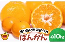 ぽんかん 10kg ミカン ポンカン オレンジ 蜜柑 果実 フルーツ 大分県産 九州産 津久見市 国産
