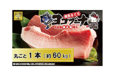 マグロ まるごと1本 約60kg 豊後まぐろヨコヅーナ 大分県津久見市産 マグロ まぐろ 鮪 丸ごと 赤身 大トロ 中トロ トロ 刺身