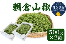 数量限定！朝倉山椒 500ｇ×2箱 生山椒 枝付き さんしょう サンショウ 花椒 ホアジャオ スパイス 調味料 大分県産 九州産 津久見市 国産