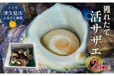 獲れたて 活サザエ 2㎏（12個～20個）さざえ 生 栄螺 壺焼きサザエ つぼ焼き 海産物 海鮮 バーベキュー BBQ 大分県産 九州産 津久見市 国産