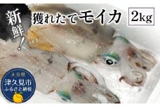 獲れたて モイカ 2kg(2～4杯) 新鮮 アオリイカ イカ 刺身 刺し身 もいか あおりいか 水いか 水イカ 大分県産 九州産 津久見市