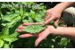 手作り 藍染のガーゼマスク 大人用 Mサイズ マスク 綿100%