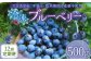 【12回定期便】久住高原 冷凍 ブルーベリー 500g 栽培期間中農薬不使用 手摘み
