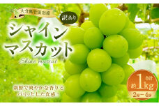 【2025年度分先行予約】【数量限定】規格外 訳あり シャインマスカット 約1kg 2～4房【2025年9月下旬～11月上旬発送開始予定】