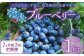 【2ヶ月毎3回 定期便】大分県久住高原産 『手摘みブルーベリー』 冷凍ブルーベリー 1kg