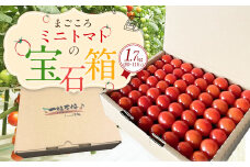 まごころ ミニトマト の宝石箱 1.7kg（約80～110玉）サンチェリーピュア トマト【2025年7月上旬から11月下旬まで発送予定】