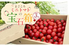 まごころ ミニトマト の 宝石箱 3.0kg (150玉前後) サンチェリーピュア【2025年7月上旬から11月下旬まで発送予定】