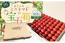 お試しサイズ まごころミニトマトの宝石箱 800g (約40～60玉) サンチェリーピュア 夏秋ミニトマト トマト 野菜 【2025年7月上旬から11月下旬まで発送予定】