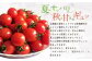 お試しサイズ まごころミニトマトの宝石箱 800g (約40～60玉)