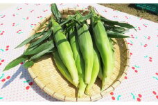 【体験期間毎年7月上旬～8月上旬限定】竹田市菅生のスイートコーン！その場でガブリ！収穫体験～お1人様5本持ち帰れる！～（1チケット15名様チケット）