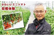 【1組5名】かわいいミニトマト収穫体験～【体験期間：9月下旬～10月下旬】