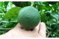 大分県産 有機かぼす果汁100% ［魔法の香り］ 1000ml 1本セット