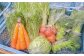 その時期の一番美味しいをお届け！ 竹田育ちの 「野菜詰め合わせセット」 A