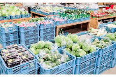 その時期の一番美味しいをお届け！ 竹田育ちの 「野菜詰め合わせセット」 B