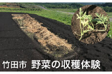 【1組5名まで】 ～自然豊かな久住高原で育った野菜の収穫体験～ 収穫お野菜のお土産付き！ 【体験期間：毎年7月下旬～9月下旬】