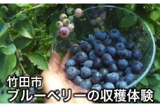 【1組5名まで】 ～自然豊かな久住高原で育ったブルーベリーの収穫体験～ 収穫ブルーベリーのお土産付き！ 【体験期間：毎年6月下旬～8月下旬】