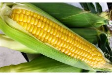 朝採りとうもろこし 恵味ゴールド 10本入り 【2025年7月上旬-8月上旬発送予定】