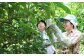 【期間限定】●果汁たっぷり　完熟　黄金かぼす●