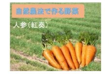 【先行予約】採れたて人参10kg