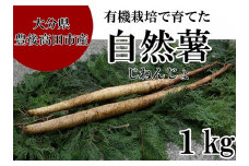 【先行予約】有機栽培で育てた自然薯（1～3本）
