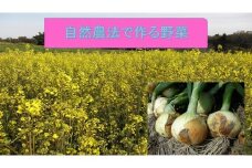採れたて玉ねぎ（10kg）