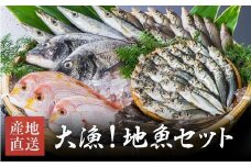獲れたら発送！地魚セット（8～12匹 計2.5～3kg）