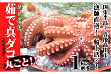 船上活締め！！ゆで真ダコ丸ごと（1～4匹）