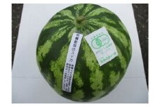 有機栽培 スイカ 中玉 1個 先行予約