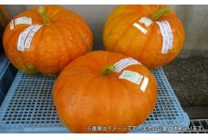 有機栽培 ハロウィンカボチャ 約4kg 1～2個程度 先行予約