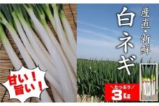 【先行予約】産地直送・新鮮！甘くて美味しい白ネギ 3kg 西日本トップクラスの産地・大分県豊後高田市産 広大な干拓で育ったミネラル豊富な白ねぎ ネギ ねぎ 長ネギ 鍋 野菜 