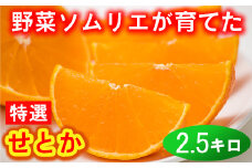 野菜ソムリエ石児さんの「特選 せとか 2.5kg」  ミカン みかん 蜜柑 柑橘 2.5kg 柑橘類 せとか フルーツ 贈答 2月 3月 先行予約 ＜103-015＞