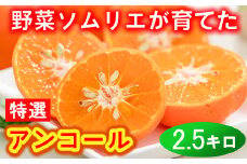野菜ソムリエ石児さんの「特選 アンコール 2.5kg」 ミカン みかん 蜜柑 柑橘 2.5kg 甘い 柑橘類 アンコール アンコールオレンジ フルーツ 先行予約 ＜103-021＞