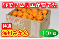 野菜ソムリエ石児さんの「特選 温州みかん 10kg」 ミカン みかん 蜜柑 柑橘 10kg 柑橘類 甘い 温州みかん フルーツ ＜103-007＞