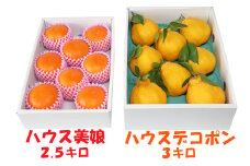 ハウス美娘 約2.5kg &ハウスデコポン 約3kgセット（化粧箱入） ／ みかん ミカン 蜜柑 柑橘類 デコポン 不知火 美娘 先行予約 年内発送 年内配送 12月 フルーツ ＜132-004_5＞