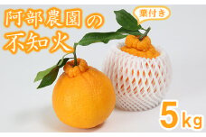 阿部農園の「ハウス葉付き不知火 約5kg」 ／ ミカン みかん 蜜柑 柑橘類 不知火 数量限定 5kg フルーツ ＜112-007＞