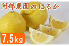 【訳あり品】阿部農園の「はるか 約7.5kg」 ／ ミカン みかん 蜜柑 柑橘類 はるか 先行予約 3月 訳あり 数量限定 フルーツ 黄色いみかん ＜112-010＞