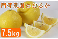 【訳あり品】阿部農園の「はるか 約7.5kg」 ／ ミカン みかん 蜜柑 柑橘類 はるか 先行予約 3月 訳あり 数量限定 フルーツ 黄色いみかん ＜112-010＞