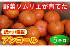 【訳あり・優品】野菜ソムリエ石児さんの「アンコール 5kg」 ミカン みかん 蜜柑 柑橘 5kg 訳あり 甘い 柑橘類 アンコール アンコールオレンジ フルーツ 先行予約 ＜103-019＞