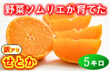 【訳あり・優品】野菜ソムリエ石児さんの「せとか 5kg」  ミカン みかん 蜜柑 柑橘 5kg 柑橘類 せとか 訳あり フルーツ 2月 3月 先行予約 ＜103-013＞