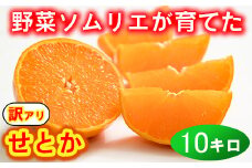 【訳あり・優品】野菜ソムリエ石児さんの「せとか 10kg」 ミカン みかん 蜜柑 柑橘 10kg 柑橘類 せとか 訳あり フルーツ 2月 3月 先行予約 ＜103-014＞