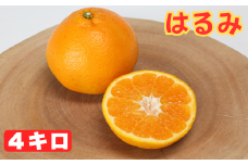 はるみ バラ詰め 4kg ／ ミカン みかん 蜜柑 柑橘類 はるみ 4kg 先行予約 2月 フルーツ ＜132-008_5＞