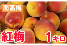 ひらそ農園の紅梅 1kg 梅 南高梅 紅梅 梅干し 梅酒 梅酒用 梅干 梅シロップ 梅ジャム 1キロ 数量限定 先行予約 6月 ＜004-010＞