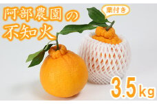阿部農園の「ハウス葉付き不知火 約3.5kg」 ／ ミカン みかん 蜜柑 柑橘類 不知火 数量限定 フルーツ ＜112-006＞