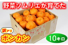 【訳あり・規格外品】野菜ソムリエ石児さんの「ポンカン（みかん） 10kg」 ミカン みかん 蜜柑 柑橘 10kg 柑橘類 ぽんかん 訳あり フルーツ 1月 2月 先行予約 ＜103-010_5＞