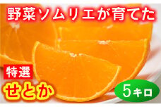 野菜ソムリエ石児さんの「特選 せとか 5kg（2.5kg×2箱）」  ミカン みかん 蜜柑 柑橘 5kg 柑橘類 せとか フルーツ 贈答 2月 3月 先行予約 ＜103-016＞