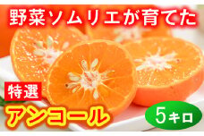 野菜ソムリエ石児さんの「特選 アンコール 5kg（2.5kg×2箱）」 ミカン みかん 蜜柑 柑橘 5kg 甘い 柑橘類 アンコール アンコールオレンジ フルーツ 先行予約 ＜103-022＞